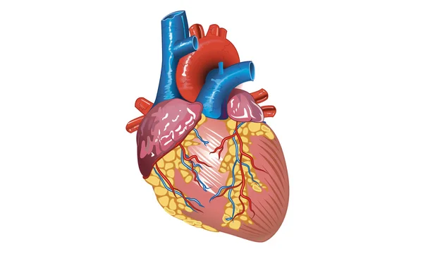 Cuore — Vettoriale Stock