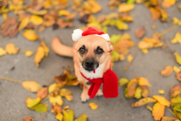 Boynunda eşarp ve başında Noel Baba şapkası olan köpek.