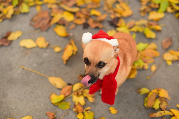 Hund leckt ihre Nase.Der Hund mit einem Schal um den Hals und einer Weihnachtsmütze auf dem Kopf — Stockfoto