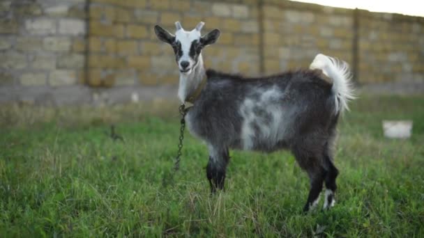 Capra passeggiando sull'erba verde della fattoria — Video Stock