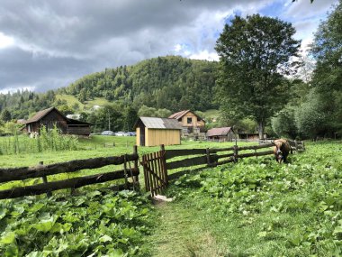 Çiftlik evinin yakınındaki yeşil çimlerin üzerindeki dağlarda bir inek