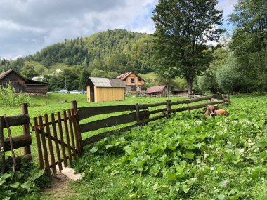 Çiftlik evinin yakınındaki yeşil çimlerin üzerindeki dağlarda bir inek