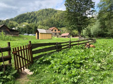 Çiftlik evinin yakınındaki yeşil çimlerin üzerindeki dağlarda bir inek
