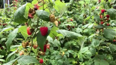 Sulu olgun ahududu çalıları