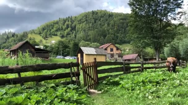 A tehén a hegyekben zöld füvön, közel a parasztházhoz — Stock videók