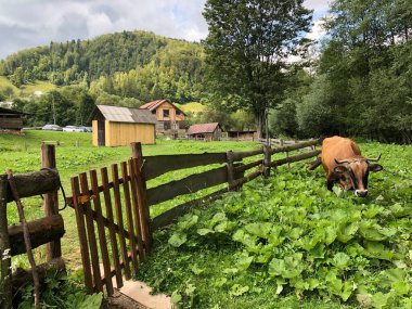 Çiftlik evinin yakınındaki yeşil çimlerin üzerindeki dağlarda bir inek
