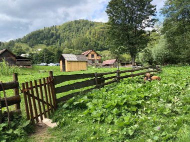Çiftlik evinin yakınındaki yeşil çimlerin üzerindeki dağlarda bir inek
