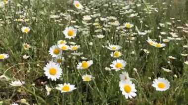 Tarlada papatya çayı Rüzgarda sallanıyor