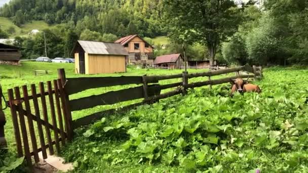 A tehén a hegyekben zöld füvön, közel a parasztházhoz — Stock videók