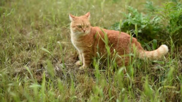 Рыжая кошка остается и гуляет по зеленой траве — стоковое видео