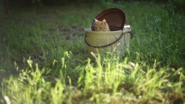 Kızıl kedi yeşil çimlerin üzerinde kedi taşıyıcısından atlıyor. 