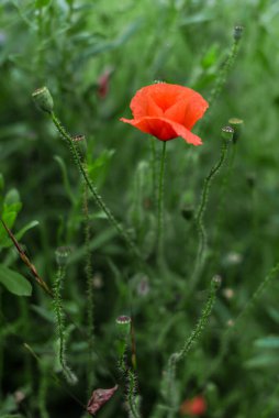 Yakın plan: tarlada kırmızı bir gelincik çiçeği yetişiyor.