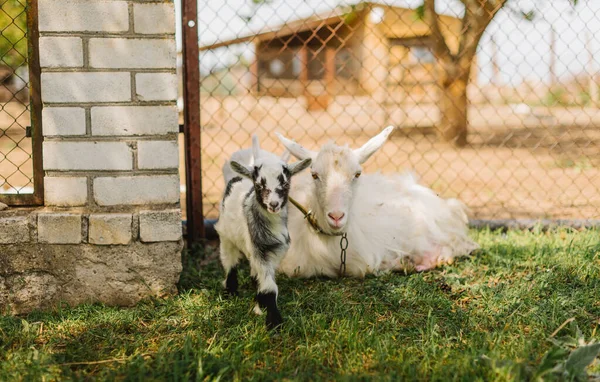 Siyah ve beyaz yeni doğmuş bebek keçi kırsal kesimde ot yiyor.