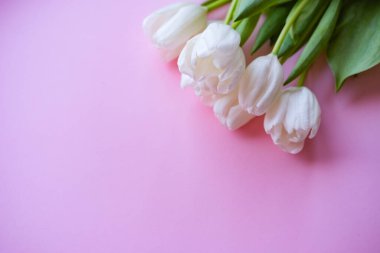 Kadınlar günü. Anneler günü. Pembe arkaplanda beyaz laleler. Çiçekler. 8 Mart..