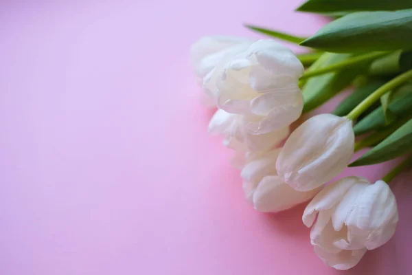 Kadınlar günü. Anneler günü. Pembe arkaplanda beyaz laleler. Çiçekler. 8 Mart..