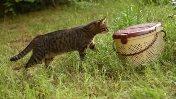 Kat snuift en likt bewegende picknickmand op gras — Stockvideo