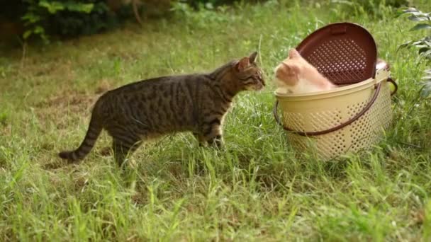 Γάτα sniffs και να φιλήσει μια άλλη γάτα στο καλάθι πικνίκ στο πράσινο γρασίδι — Αρχείο Βίντεο