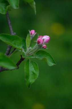Ağaçlardaki parlak pembe ve beyaz çiçekler, çiçekler, bahar manzarası, güzel bir arka plan.