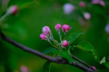 Ağaçlardaki parlak pembe ve beyaz çiçekler, çiçekler, bahar manzarası, güzel bir arka plan.