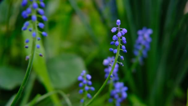 Macro flores azuis no fundo verde no jardim — Vídeo de Stock