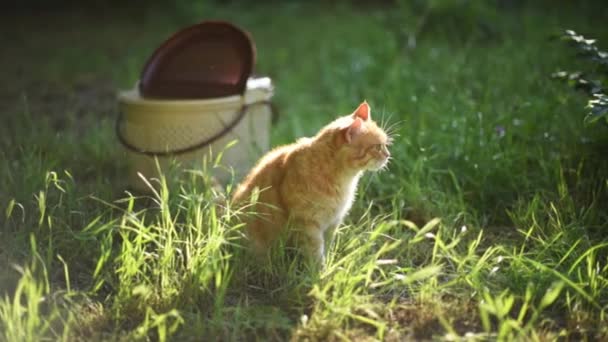 Ginger kat jeukt netjes kat drager buiten op het groene gras — Stockvideo