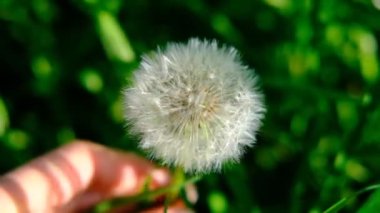 Yeşil doğal arkaplanda karahindiba. Çiçek..