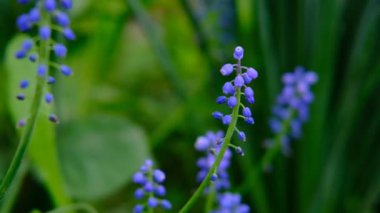 Bahçede yeşil arka planda makro mavi çiçekler. Düşük hareket .