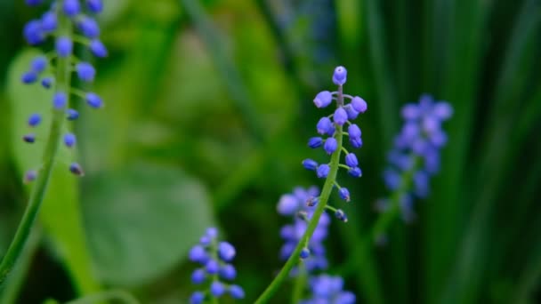 Makro blå blommor pÃ ¥grÃ ¶ n bakgrund i trÃ ¤dgÃ ¥rden.Slow motion . — Stockvideo