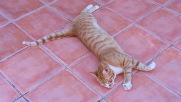 Gato rojo disfrutando en el suelo.Gato naranja se arruga. — Vídeo de stock