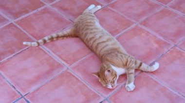 Kırmızı kedi yerde eğleniyor. Turuncu kedi buruşmuş..