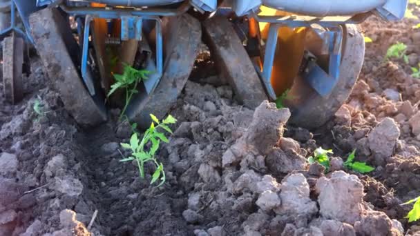Boeren op een tractor plant zaailingen spruiten van tomaat in het veld. landbouw — Stockvideo