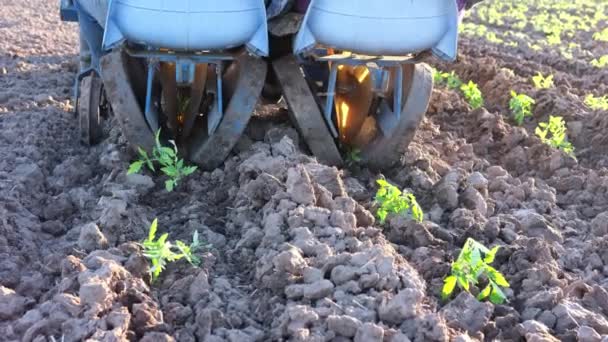 Agricultores em uma planta tratora mudas brotos de tomate no campo. agricultura — Vídeo de Stock