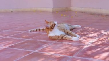Kızıl kedi başını kaldırıyor ve yukarı bakıyor. Kızıl kedi yerde eğleniyor. 