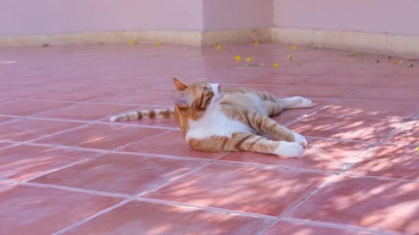 Gato vermelho levanta a cabeça e olha para cima. Ginger gato desfrutando no chão — Vídeo de Stock