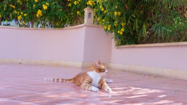 Gato vermelho desfrutando no chão.Gato laranja é amassado. — Vídeo de Stock