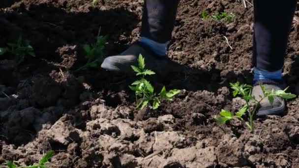 Vrouwen die biologische tomatenspruiten planten in de grond op het landbouwveld.Landbouwgehalte — Stockvideo