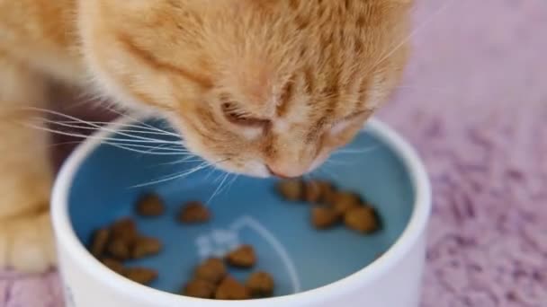 Κόκκινη γάτα τζίντζερ τρώει τη γατοτροφή και γλείφει τα χείλη του δείχνοντας γλώσσα. — Αρχείο Βίντεο