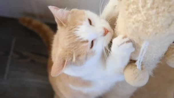 Pfirsichrote Katze schärft ihre Krallen am Kratzbaum — Stockvideo