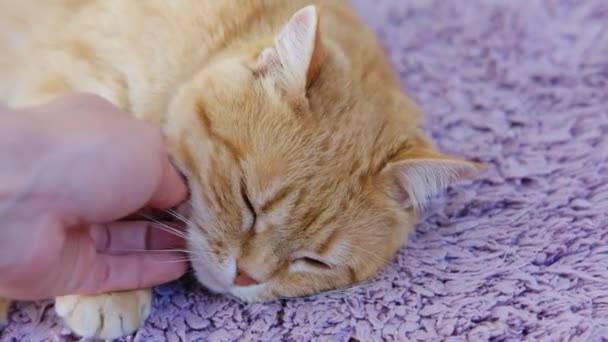 Mujer acariciando su animal doméstico rojo jengibre gato .Close hasta cámara lenta de la mascota esponjosa. — Vídeo de stock