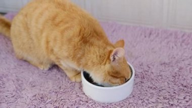 Kırmızı kızıl kedi tabaktan kedi maması yiyor. Kapalı yerde, mor halıda.. 