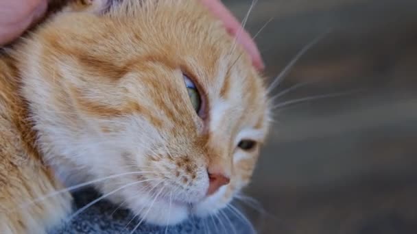 Cute ginger cat dozing on womans hands. Close up slow motion footage of fluffy pet. Woman stroking his domestic animal. — Stock Video