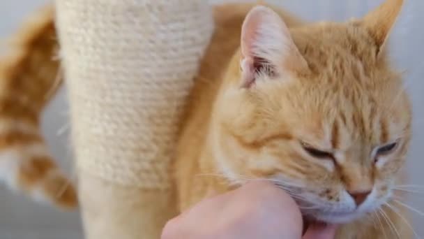 Mujer acariciando su animal doméstico rojo jengibre gato .Close hasta cámara lenta de la mascota esponjosa. — Vídeo de stock