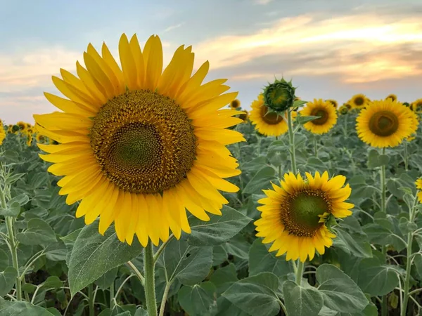 Günbatımında güneş çiçeği tarlası. Güzel kırsal alan.