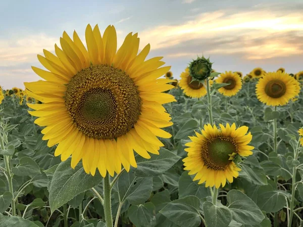 Campo de flores del sol en la puesta del sol. Hermoso paisaje rural Fotos de stock libres de derechos