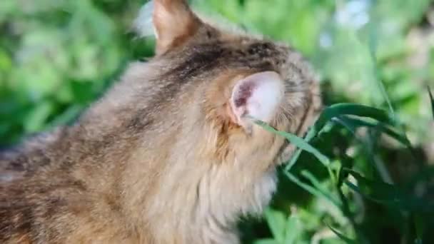 Кіт їсть траву свіжо-зеленого кольору в саду — стокове відео