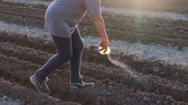 畑の女性は畑に肥料を与えます野菜を育てる前に土壌を肥やすプロセス — ストック動画