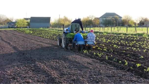 Farmáři na traktoru sázejí na poli klíčky rajčat. zemědělství — Stock video