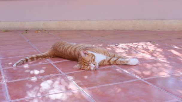 Рыжая кошка наслаждается на полу.. — стоковое видео