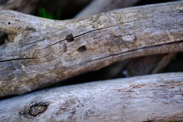 Staré přírodní větvičky. Přírodní šedá textura — Stock fotografie