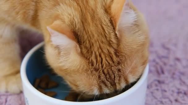 Chat roux mangeant la nourriture pour chat de la plaque intérieure sur le tapis violet sur le sol. Gros plan. — Video